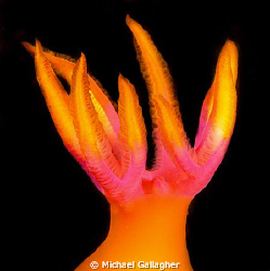Nudi gills - pink and orange - Komodo, Indonesia by Michael Gallagher 